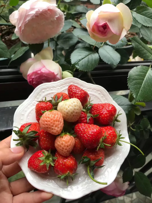 封閉陽臺也爆花!4個優秀案例,面積2.4m²-9m²,總有一個給你靈感 封閉陽臺也爆花!4個優秀案例,面積2.4m²-9m²,總有一個給你靈感