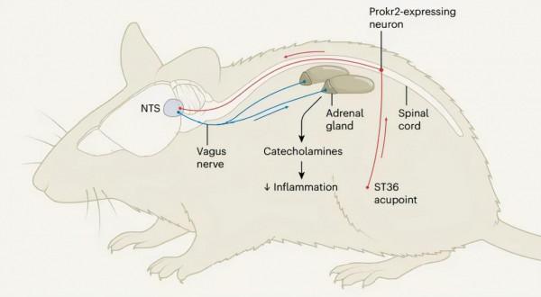 刺激“穴位”為什麼能治病？哈佛研究團隊找到了背後的神經基礎