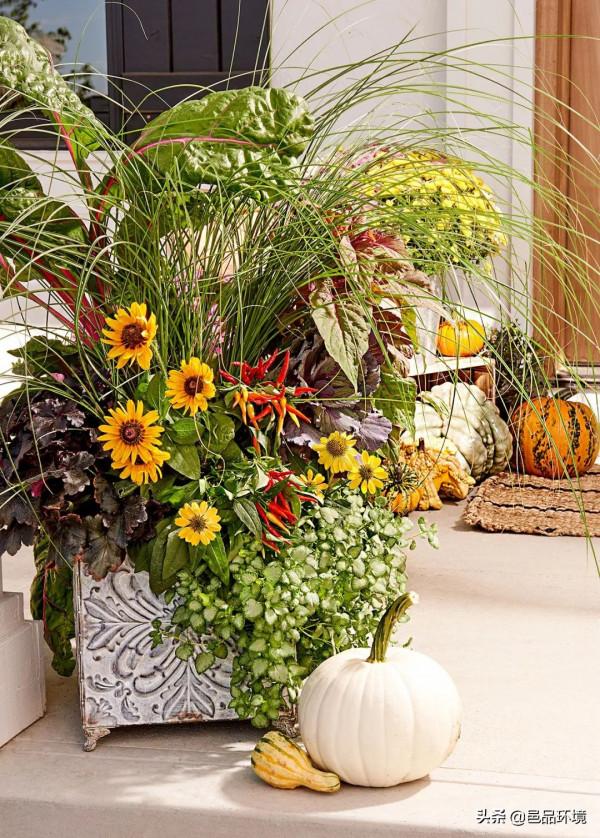 邑品科普丨收下這份攻略，你也可以打造獨一無二的容器花園