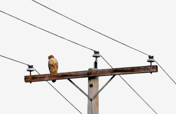 為何電線杆上的支架都是銀色的？為何美國仍大量使用木頭電線杆？