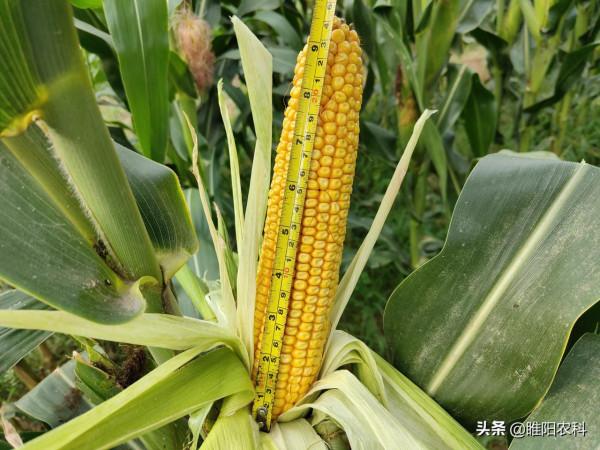 最高畝產2332斤，這個18省種植的玉米品種，創北方夏玉米高產記錄