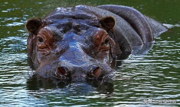 人類褪毛簡史 人類褪毛簡史
