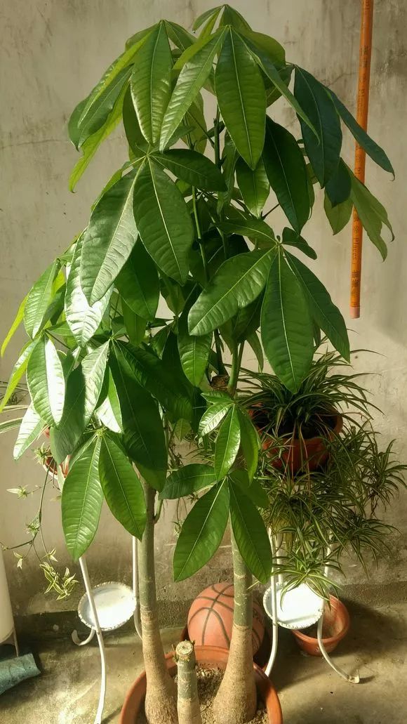 6種“肥胖花”冬天餓著養，越餓越長壽，多澆一杯水，黃葉死翹翹