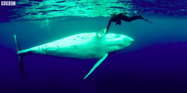 外國海洋生物學家被鯨魚救了一命，一年後，鯨魚竟然還來看她了