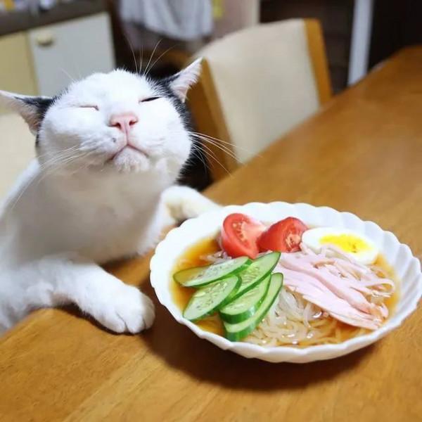 世界上還有這樣不饞嘴的貓咪？我不信