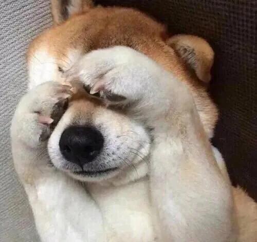 柴犬頭像 | 實現頭像自由