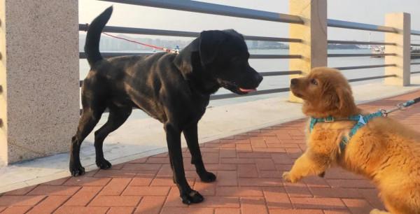 #養一條拉布拉多是種什麼體驗？#