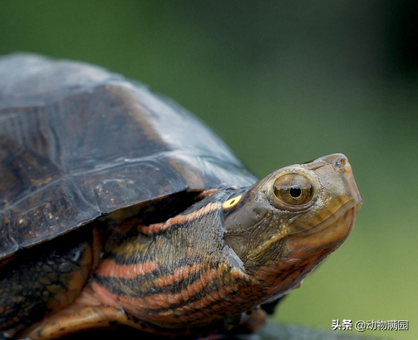 物種百科：四眼斑水龜