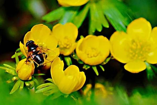 冬菟葵～頂生一朵黃花，花期冬季至早春