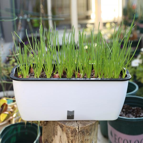 天冷了，陽臺種蔬菜，首選這8種，0度凍不死，吃一茬冒一茬