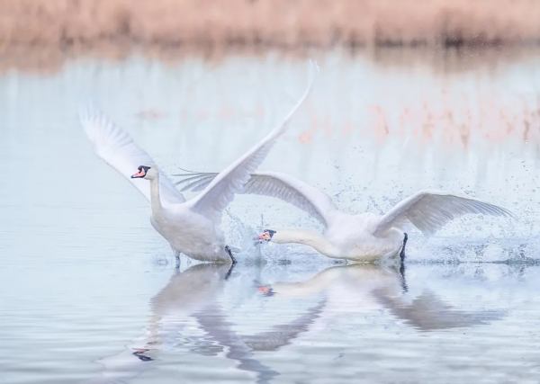 《鄂爾多斯鳥類》鳥種選登-疣鼻天鵝 《鄂爾多斯鳥類》鳥種選登-疣鼻天鵝