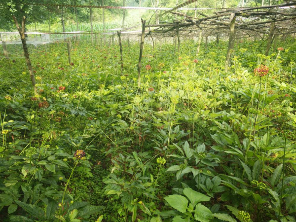 中國光伏產業趕超歐美，反被包裝成盈利工具，農村陷阱層出不窮