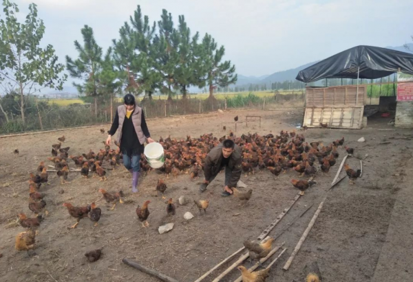 500元認領一窩雞大叔免費養，每月送30枚雞蛋年底吃雞肉，有多火