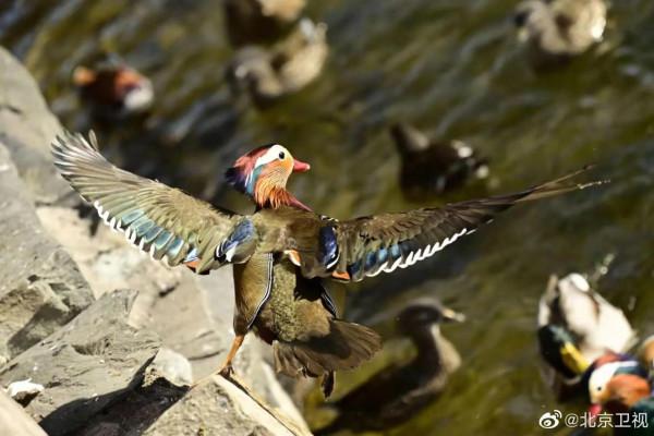 北海公園小精靈們愉快的午餐
