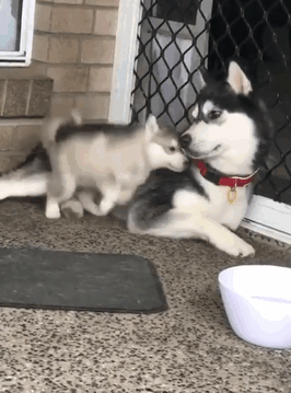 “學渣狗”榜單，你家狗也在其中？