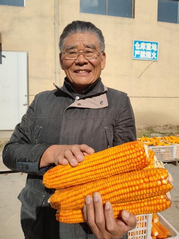 畝產達3000斤!試種“超大穗”玉米豐收 畝產達3000斤!試種“超大穗”玉米豐收