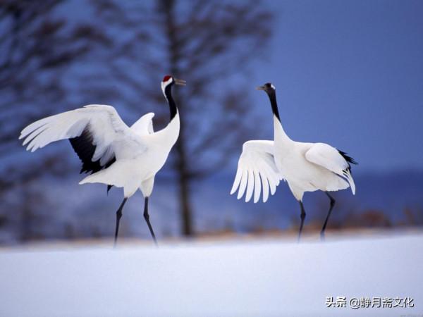 民間故事:畫師畫女子與鶴,卻為畫中人招災,相救後結下好姻緣 民間故事:畫師畫女子與鶴,卻為畫中人招災,相救後結下好姻緣
