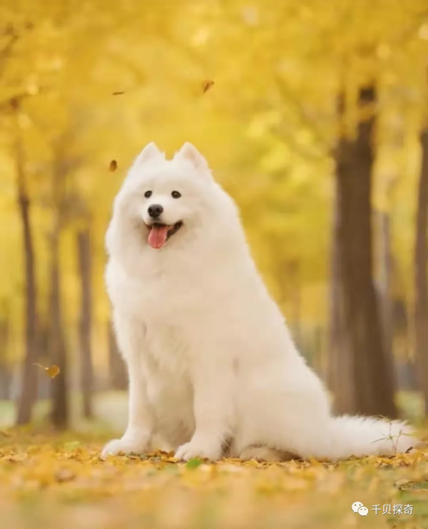 萌寵大比拼！狗狗：誰還不是個小可愛呢？萌化了