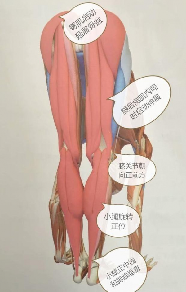 瑜伽站立前屈體式下不去?與其挖空心思拉伸腿後側,不如收住肚子 瑜伽站立前屈體式下不去?與其挖空心思拉伸腿後側,不如收住肚子