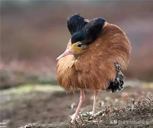 分享——稀奇古怪的鳥