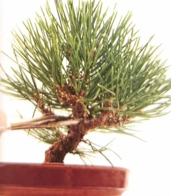 新手竟敢對黑松下手，18個月替它“逆天改命”，玩出盆景造型