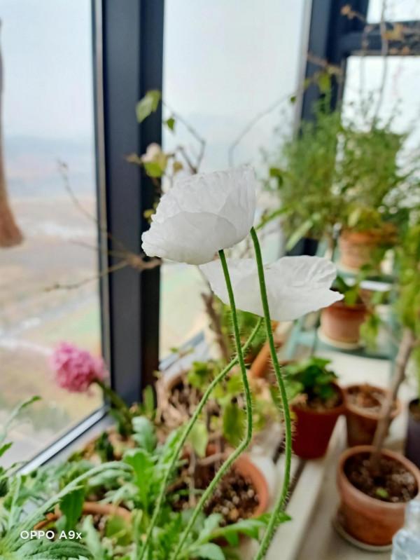 冬天的花兒也燦爛