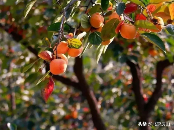 鸛鳥輕啼、悠然靜謐，快來房山“宜居之鄉”感受金秋多彩畫卷