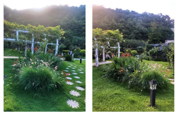 學會搭配這8種園藝植物，讓你的花園收穫一個有趣的靈魂