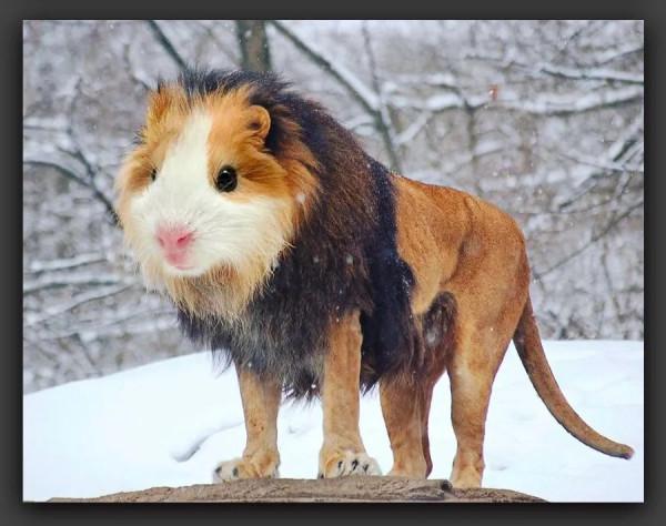 創意｜神奇動物在哪裡？這組作品激發你的想象力