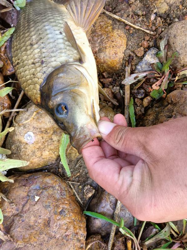 傳統釣第三天，使用逗釣600克大黃金鯽成功入護