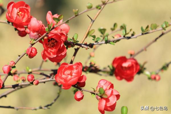 “花中十友”,你瞭解多少? “花中十友”,你瞭解多少?