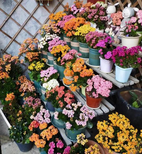 利於健康的吉祥花,建議從這12種裡面選擇,好養大氣有旺宅的寓意 利於健康的吉祥花,建議從這12種裡面選擇,好養大氣有旺宅的寓意