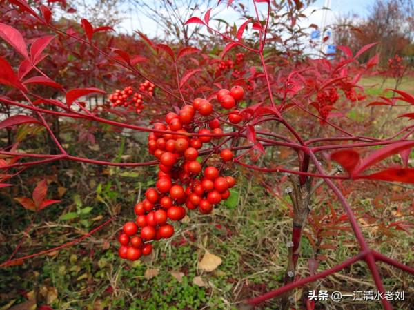 南天竹，北國的相思