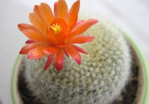 養棵白雪光仙人球吧!可以重新整理你對仙人球的刻板印象 養棵白雪光仙人球吧!可以重新整理你對仙人球的刻板印象