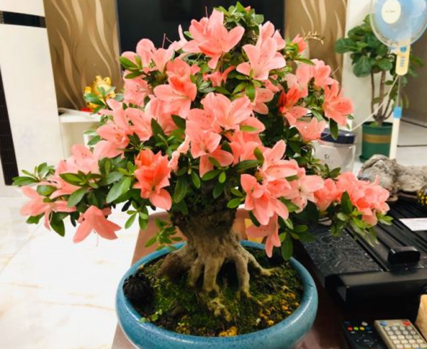 杜鵑花爛根爛葉是有原因的，不是它難養，是你沒掌握技巧