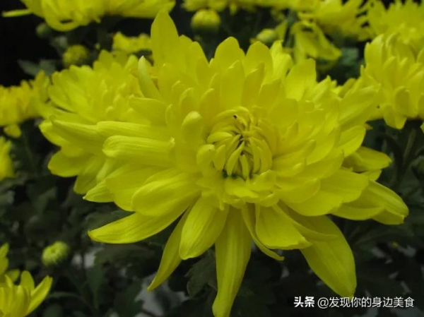 傲霜菊花奪人眼