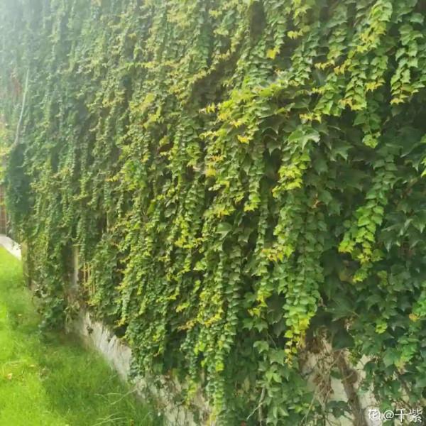 10種“髒髒”花,愛乾淨的人別養,會招蟲子 10種“髒髒”花,愛乾淨的人別養,會招蟲子