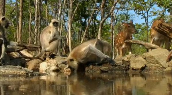 深入虎穴探尋四子之家，拍攝老虎的神秘生活，虎媽和虎崽們的故事