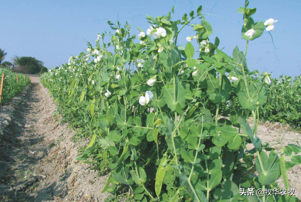 想靠種植賺錢，選擇以下三項，資金少的人也可以種植