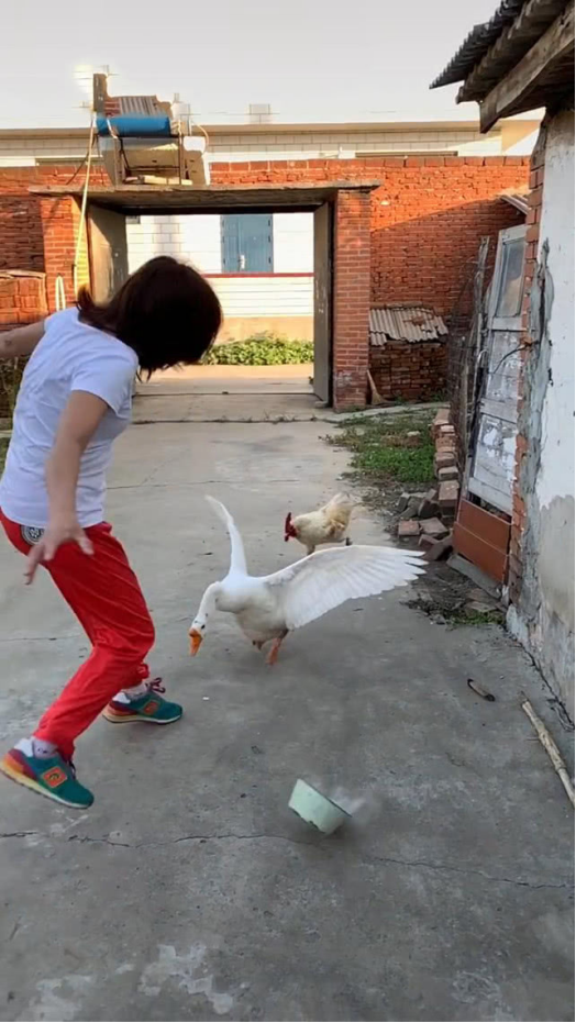 鵝的戰鬥力究竟有多強？為何它不怕人呢？遇到了我們該如何自救