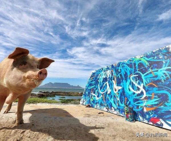 一頭名為豬加索的豬畫了一幅油畫 德國買家花近17萬人民幣買下