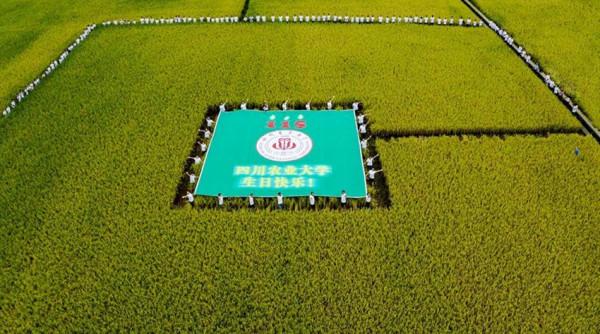 川農大學子走進田間為115週年校慶獻禮 川農大學子走進田間為115週年校慶獻禮