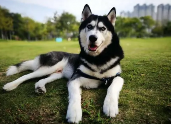 “買狗一時爽，養狗火葬場”的幾種狗，不能盲目入手