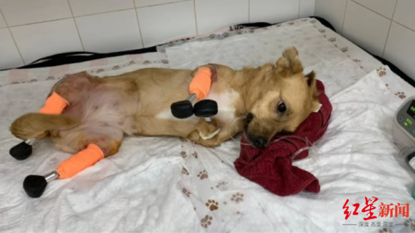 戰鬥民族的暖心時刻：流浪狗失去四條腿，裝上義肢開啟新“狗生”