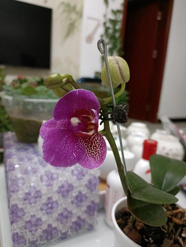 記錄蝴蝶蘭花開時刻