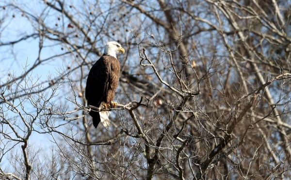 年前最後一次催婚：禿鷹都出雙入對，你還單著呢？
