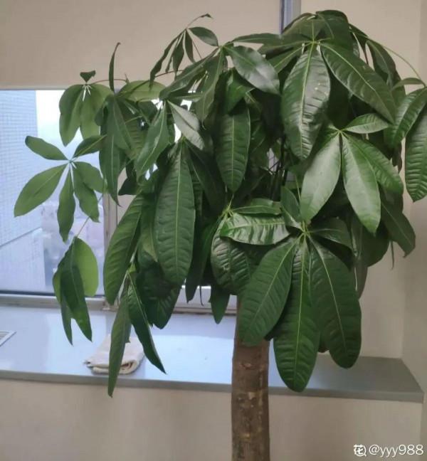 注意!花盆要是太深,養花要注意,很容易爛根 注意!花盆要是太深,養花要注意,很容易爛根