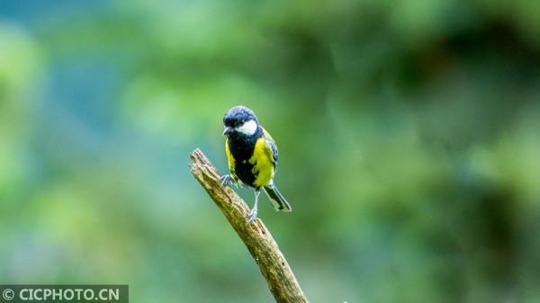 重慶南川:夏日鳥趣 重慶南川:夏日鳥趣
