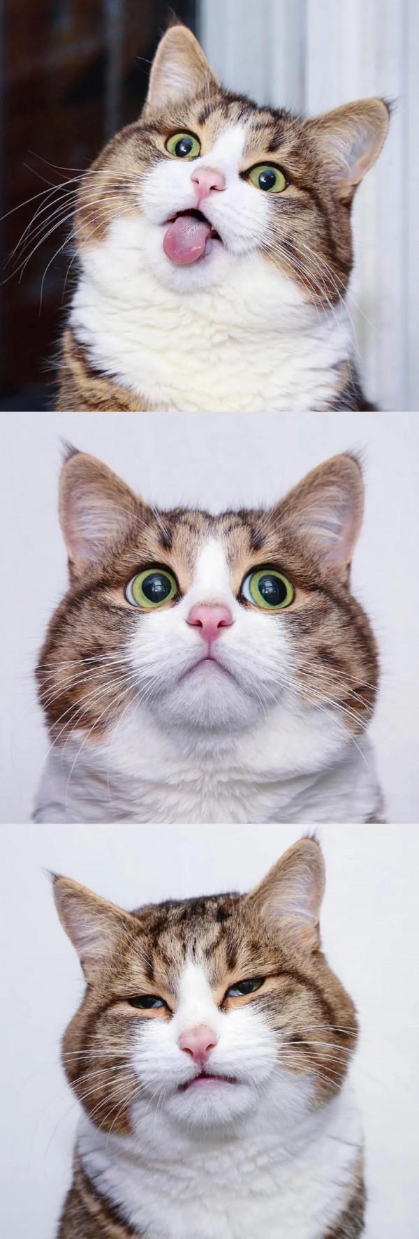 60多張有趣且可愛的貓看了讓人心情愉快