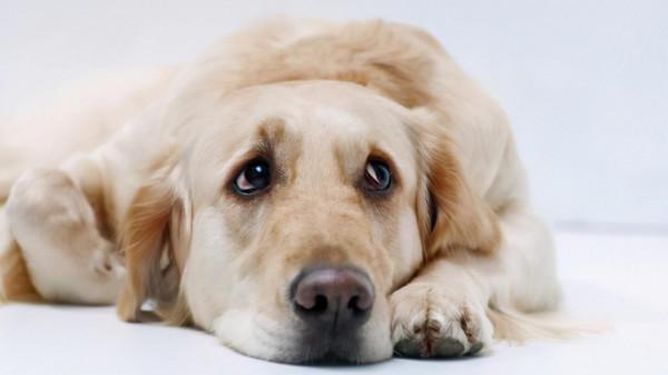 狗狗到底有沒有情感,這個問題困擾著許多人,你怎麼看這個問題呢 狗狗到底有沒有情感,這個問題困擾著許多人,你怎麼看這個問題呢